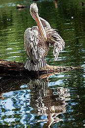 CDPR向左转！奖学金和导师项目排除男性